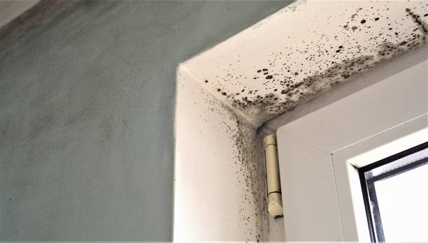Best Asbestos and Lead Testing During Mold Inspection  in Byram, CT
