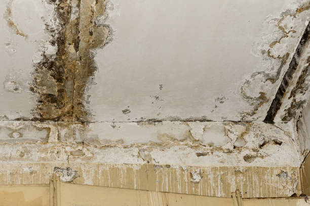 Best Commercial Mold Inspection  in Byram, CT