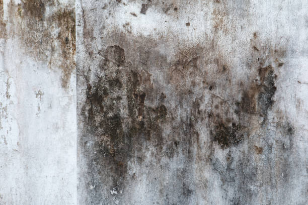 Best Dehumidification Services  in Byram, CT