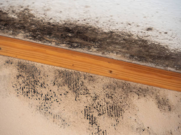 Best Mold-Related Health Consultation  in Byram, CT
