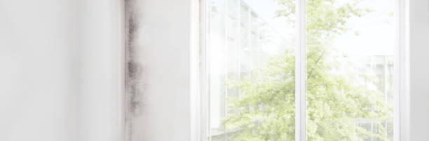 Byram, CT Mold Removal Company