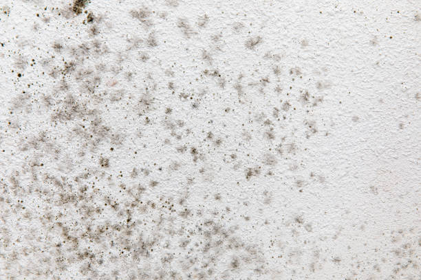 Best Attic Mold Removal  in Byram, CT