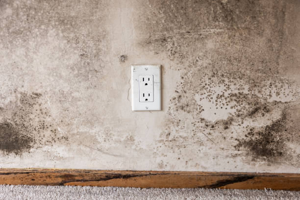 Best Industrial Mold Remediation  in Byram, CT
