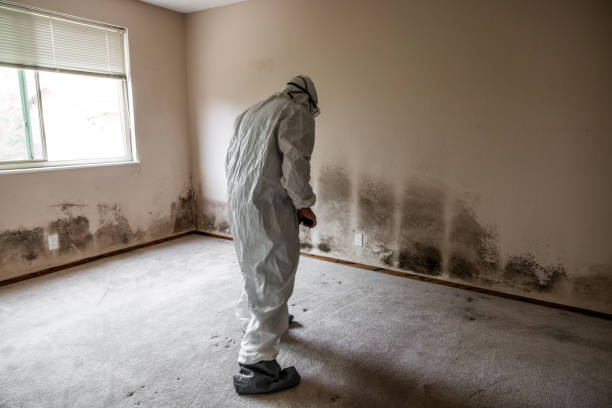 Best Attic Mold Removal  in Byram, CT