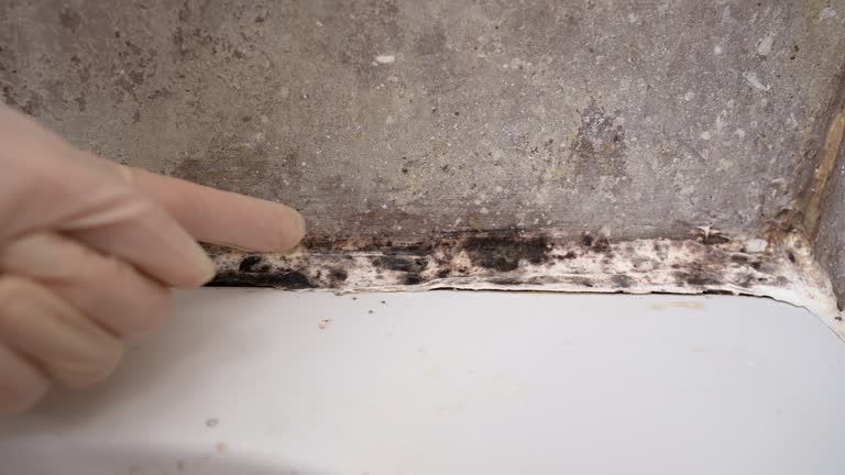 Best Black Mold Removal  in Byram, CT