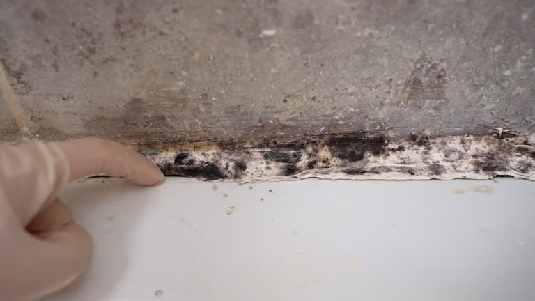 Asbestos and Lead Testing During Mold Inspection in Byram, CT